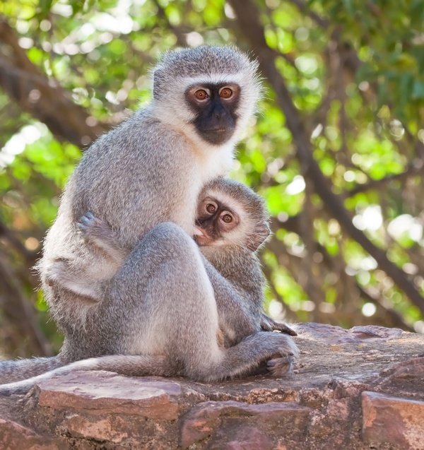 Vervet Monkey in Tanzania